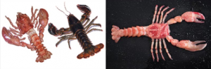 HPP-frozen-Lobster
